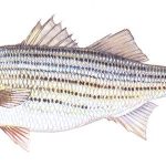 Estuarine Striped Bass Scoping Period Open