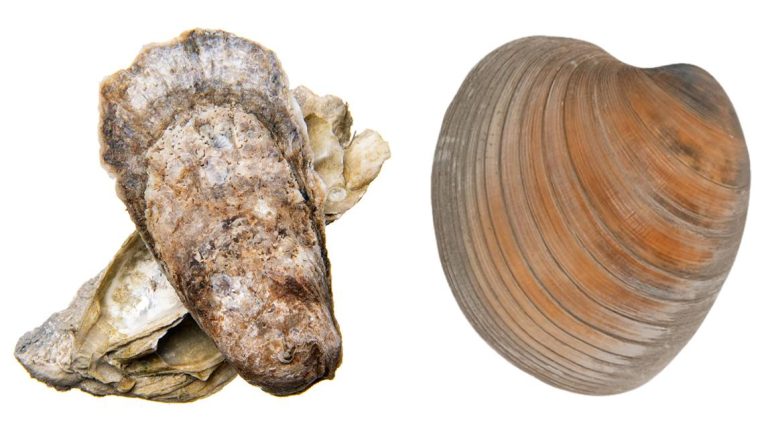 Eastern oyster and hard clam management plans are under review. Image: Division of Marine Fisheries