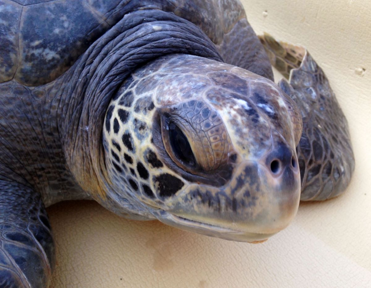 Rescued green sea turtle. Photo: Joanna Gilkeson/USFWS/public domain