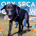OBX SPCA Pet of the Week: Diesel – OBX Today