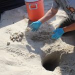 Sea turtle nest excavation to take place on Monday at 9:00 a.m. on Ocracoke Island