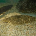 Fisheries biologists ask anglers to donate flounder carcasses