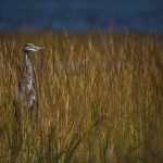 National Estuaries Week encourages awareness, protection