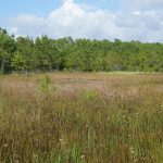 Environmental commission to consider wetlands, PFAS rules