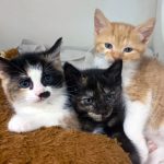 Outer Banks SPCA’s annual Stand up for Strays gala returns in October, with a call for Hatteras Island support
