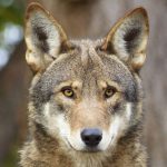 Public invited to learn more about red wolves, recovery efforts
