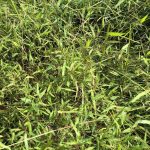 Merchants Millpond invasive species removal set for Sunday