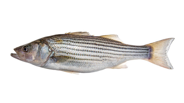 Striped bass. Image: NCDEQ