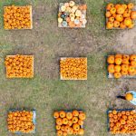 Pick of the pumpkin patch
