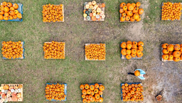 Barbara Johnson of Morehead City carries a pumpkin Thursday across the lawn of First Presbyterian Church on Arendell Street during its annual Pumpkin Patch, a fundraising event for the children and youth ministry. Photo: Dylan Ray