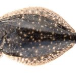 DMF closes mobile-gear flounder harvest in southern waters