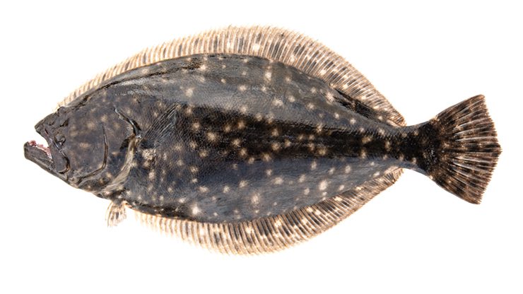 Southern flounder (Paralichthys lethostigma). Image: NCDEQ