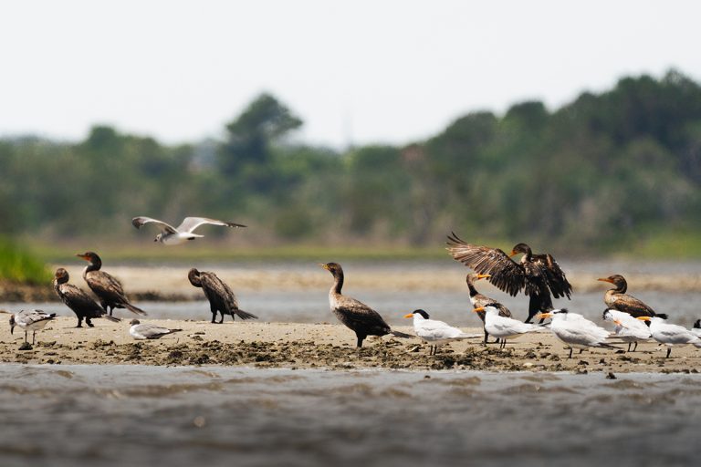 Danielle Carey of Holly Ridge recently submitted this image of various shorebirds congregating on a sand bank in the Sneads Ferry area as if time for a shift change.