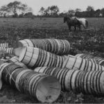 Our Coast: In my great-uncle’s sweet potato fields, 1942
