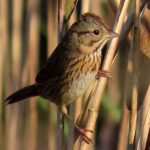 Rare bird sightings highlight prime fall and winter wildlife viewing at Pea Island National Wildlife Refuge