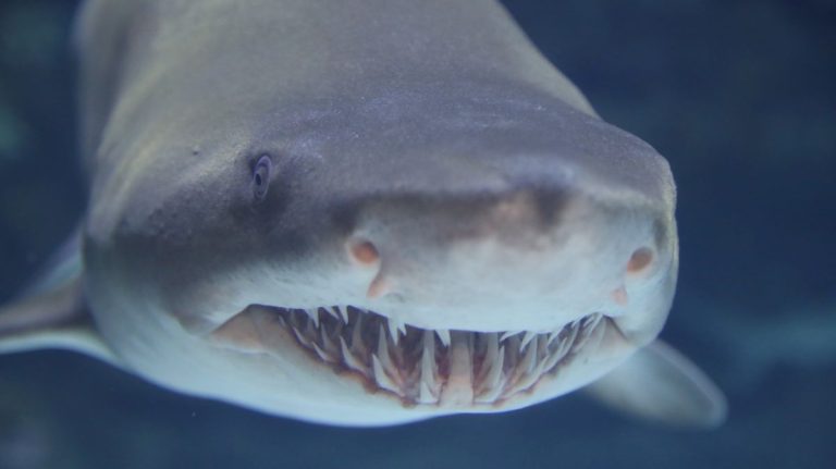 Sand tiger shark in the Cape Fear Shoals habitat at the North Carolina Aquarium at Fort Fisher. Photo: NC Aquariums