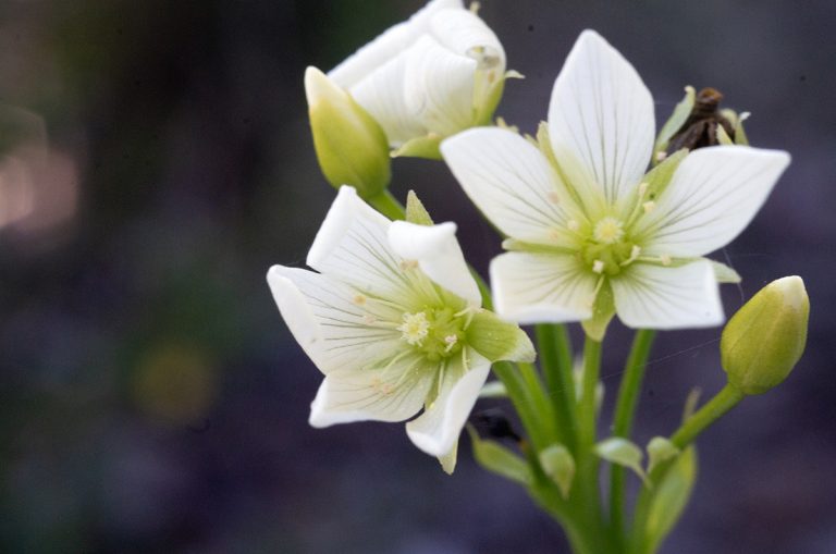 A Venus flytrap shows off its perhaps little-appreciated blooms, which are often overlooked, as compared with the other, better-known, insect-trapping attributes of this carnivorous plant that's native only to a roughly 90-mile stretch of the North Carolina coast between Wilmington and Morehead City. Photo: Mark Hibbs