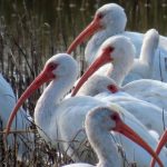Roughly 150 white ibis spotted at Pea Island National Wildlife Refuge