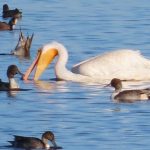 45th Annual Hatteras Christmas Bird Count seeks participants