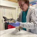 As temperatures drop, be on the lookout for cold-stunned sea turtles